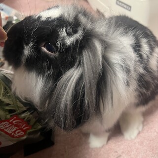 ライオンロップイヤーの男の子