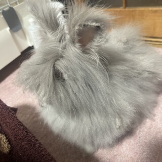 ライオンの女の子