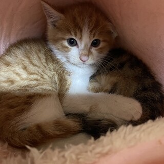 丸っこくて超可愛い小さな茶白君❤️