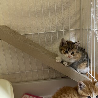 超絶可愛い丸っこいミケちゃん❤️