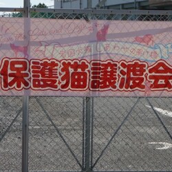 第３２回保護猫譲渡会in帝人会館 サムネイル2