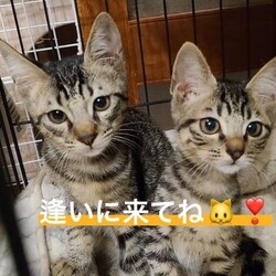 第３２回保護猫譲渡会in帝人会館 サムネイル3