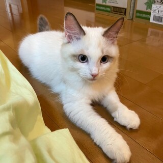 里親募集。ラグドール(♀4ヶ月)