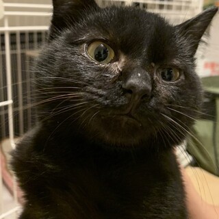 抱っこ・お膝大好き！丸いフォルムが可愛い子猫