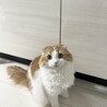 ちょこちっぷ3