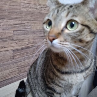 ご高齢の方、猫初心者向けキジトラ3歳女の子ベタなれ