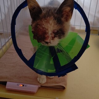 【全盲】三毛猫の女の子 人懐っこいかわいい子です