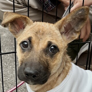 鼻黒で足長スタイルよし☆キウイくん