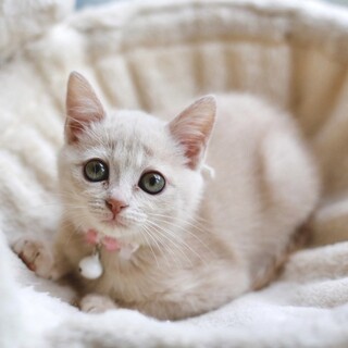 募集停止モコモコの珍しいクリームキジ女子❤️園