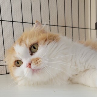 11/19荒川区西尾区譲渡会参加　カンナちゃん