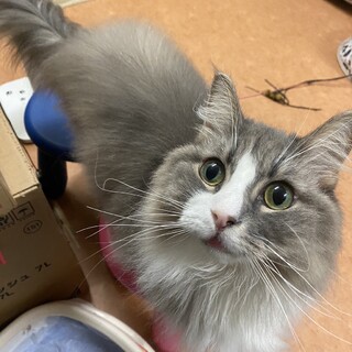 明るく温和ノルウェージャンフォレストキャットニコラ