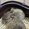 デグー ブルー1匹 (ご相談中)