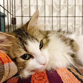 穏やかなノルウェージャンフォレストキャットリーナ♀