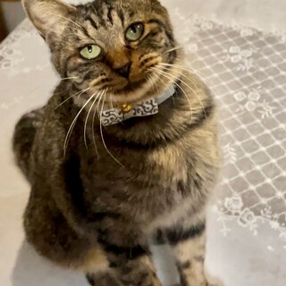 【キジトラ】3歳 女の子 人懐っこい甘えん坊☺️