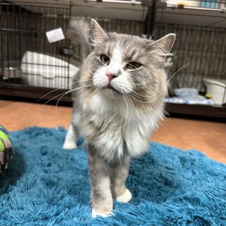 優しいイケメンノルウェージャンフォレストキャット♂