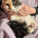 【長毛 三毛猫】4歳 女の子 
