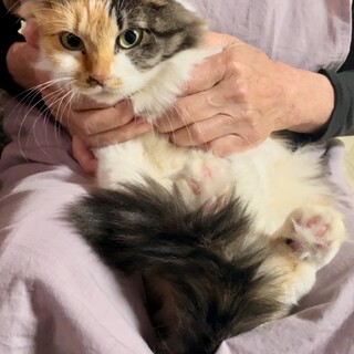 【長毛 三毛猫】4歳 女の子 