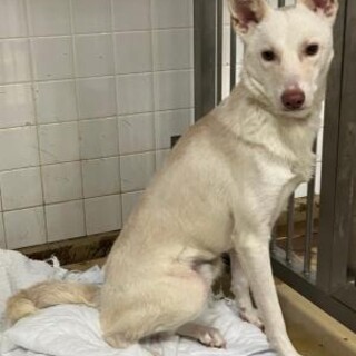 元飼い犬ですが処分対象。収容期限11/20迄