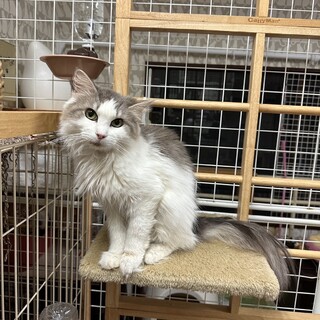 お淑やかノルウェージャンフォレストキャットシェリー