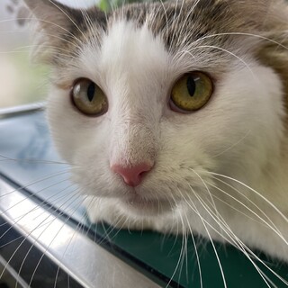 お淑やかノルウェージャンフォレストキャットアンナ