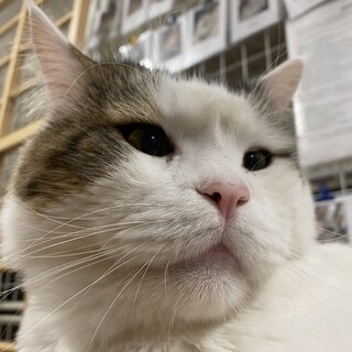 大きなノルウェージャンフォレストキャットレオ♂