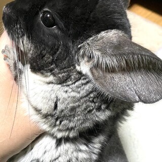 ブラックベルベット チンチラ女の子 mimi-