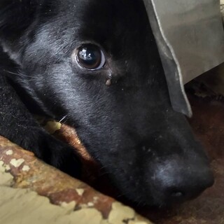 処分対象です。延長なし　収容期限11/17迄