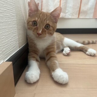 11/19津田沼ෆ⃛元気いっぱいෆ⃛ろいくん