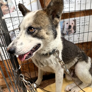 ちょっとビビりなイケメンの『おはし』君