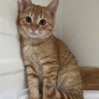 里親決定★人懐っこいキータ君