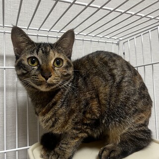 元気いっぱい！キジの女の子7ヶ月うなぎちゃん