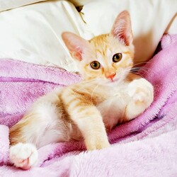 待ちねこ譲渡会　子猫４０匹参加します！