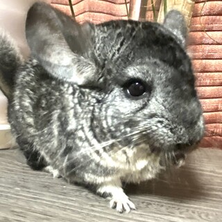 チンチラグレー女の子 k