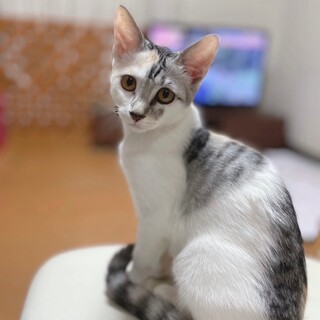 お茶目で可愛い女の子。 グレーのハート柄♡こなつ