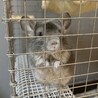 一度募集を閉じさせて頂きます。/チンチラ♂ サムネイル2