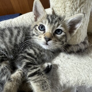 鳴き声が可愛いきじねこ