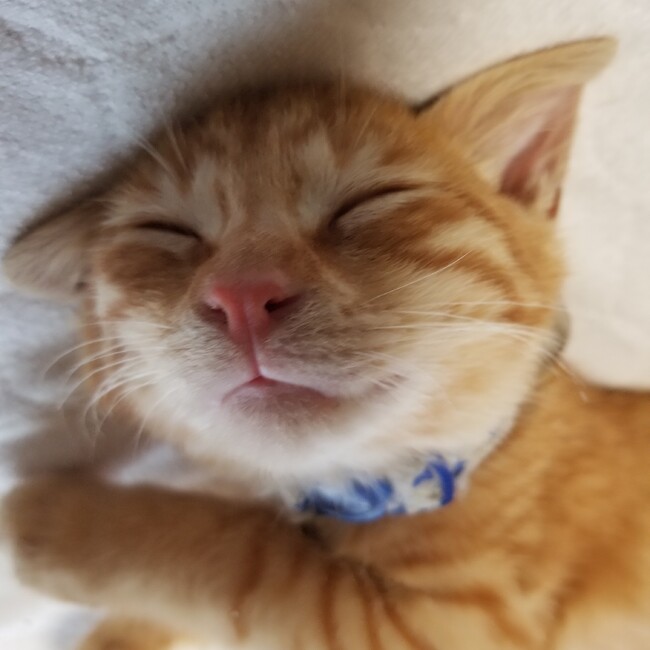 ∞幸福丸∞のカバー写真