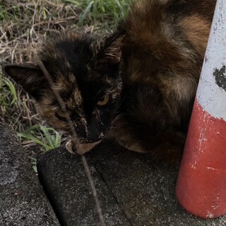 ☆幸運を運ぶ猫☆