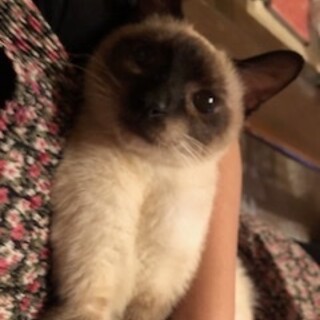 人馴れ抜群シャムMIXの可愛いニーナ！