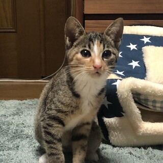 ３ヶ月の縞三毛ちゃん
