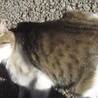 緊急！サバシロ子猫（オス）生後4～5か月？ サムネイル2