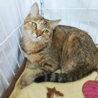 推定2023年5月生 ♀ フランソワーズちゃん♡