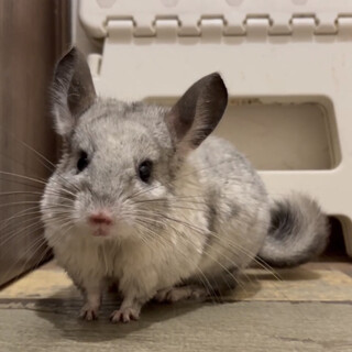 【急募】1歳のチンチラ(スタンダードグレー)