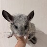 【急募】1歳のチンチラ(スタンダードグレー) サムネイル2