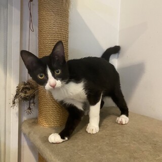 パンダ：よく鳴くやんちゃな男の子！※譲渡決定