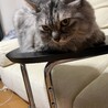 るい