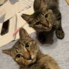 ⑩ステラ　長毛　穏やか　動画でゴロゴロ音を！ サムネイル5
