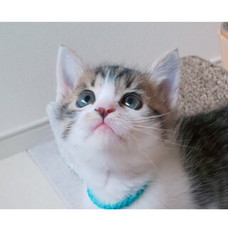 【11/19譲渡会デビュー】おねだりヘルメット君