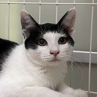 11/19赤羽譲渡会♡コケシ模様が可愛い♡