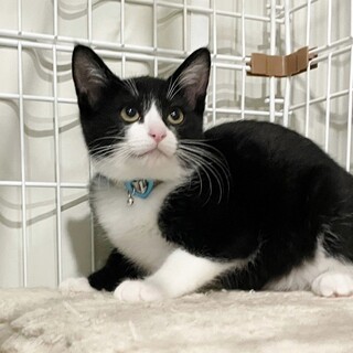 ★里親様決定！★元気いっぱい！ハチワレ君❤エル